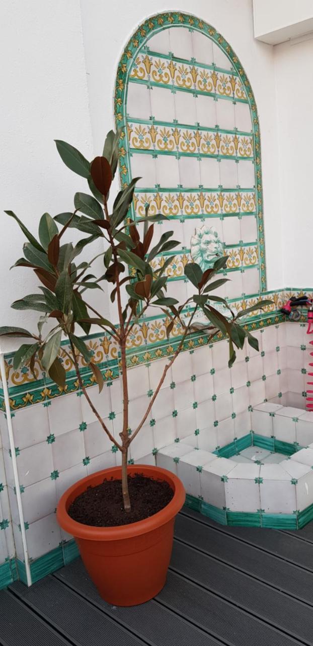 Lux - Sierpes Terrace * Seville