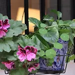 Apartamento Corral De Triana