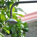 Lemon Garden Hostel Sevilla