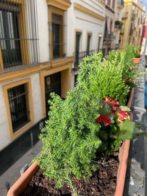 Apartment Apto Junto Catedral Y Maestranza *