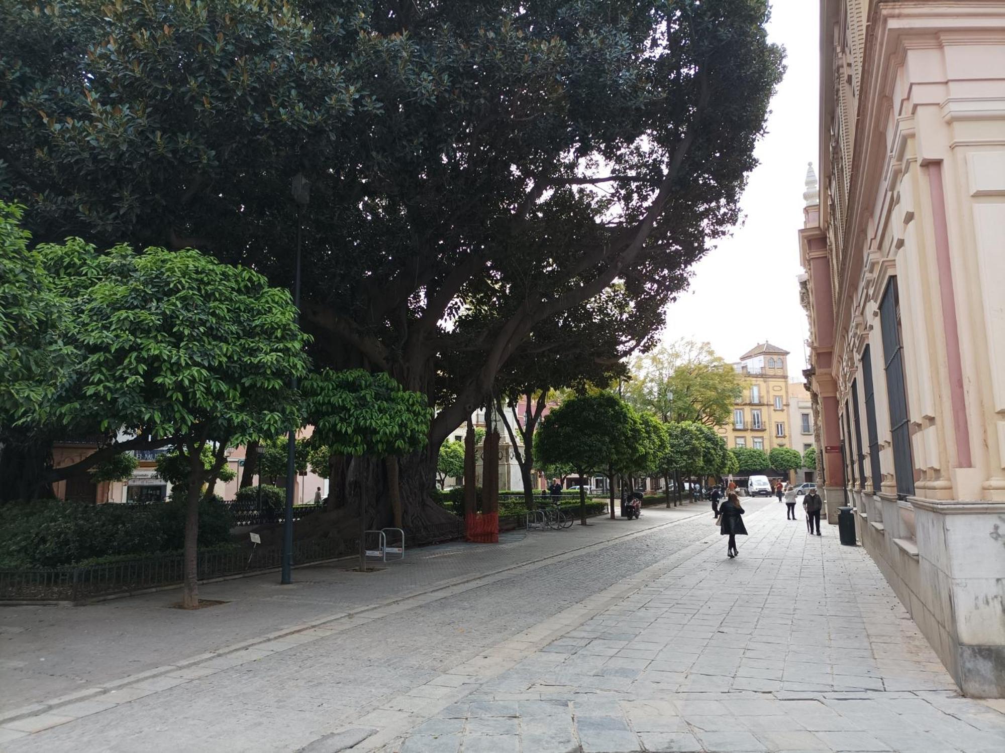 Azahar Alfonso Xii *
