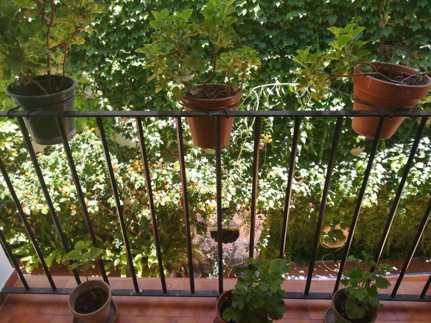 Luz Y Tranquilidad Barrio De Sta Cruz Apartment Seville