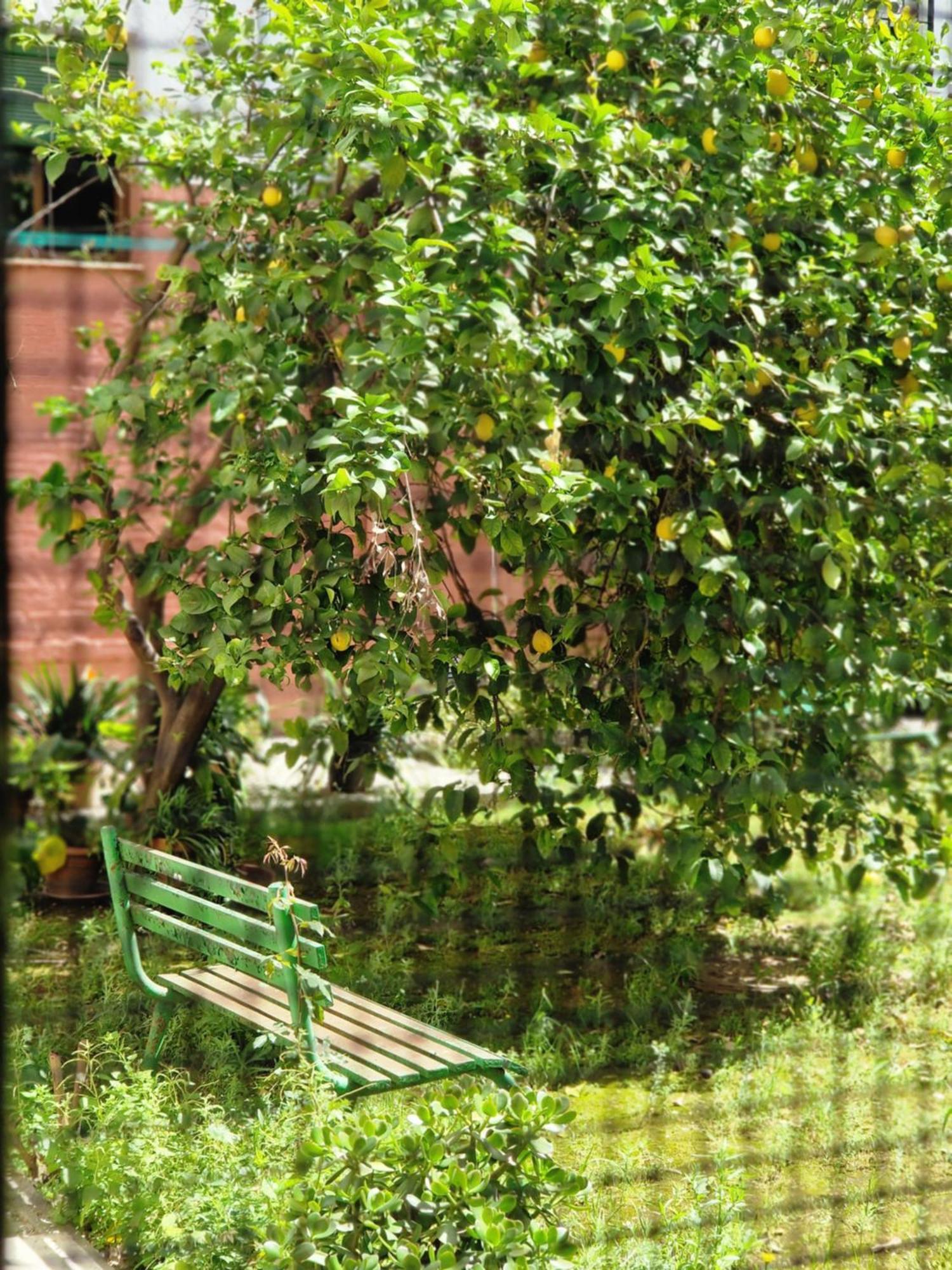 Naranjas De Reina Mercedes Seville