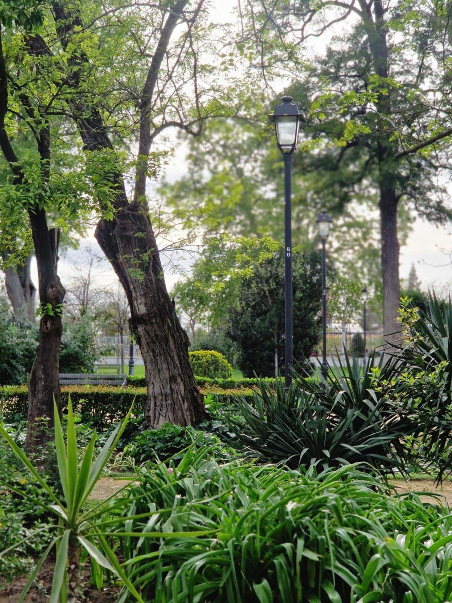 Naranjas De Reina Mercedes