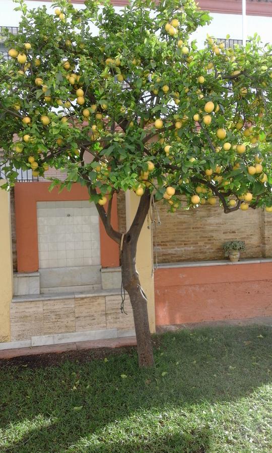 Lemon Garden Seville