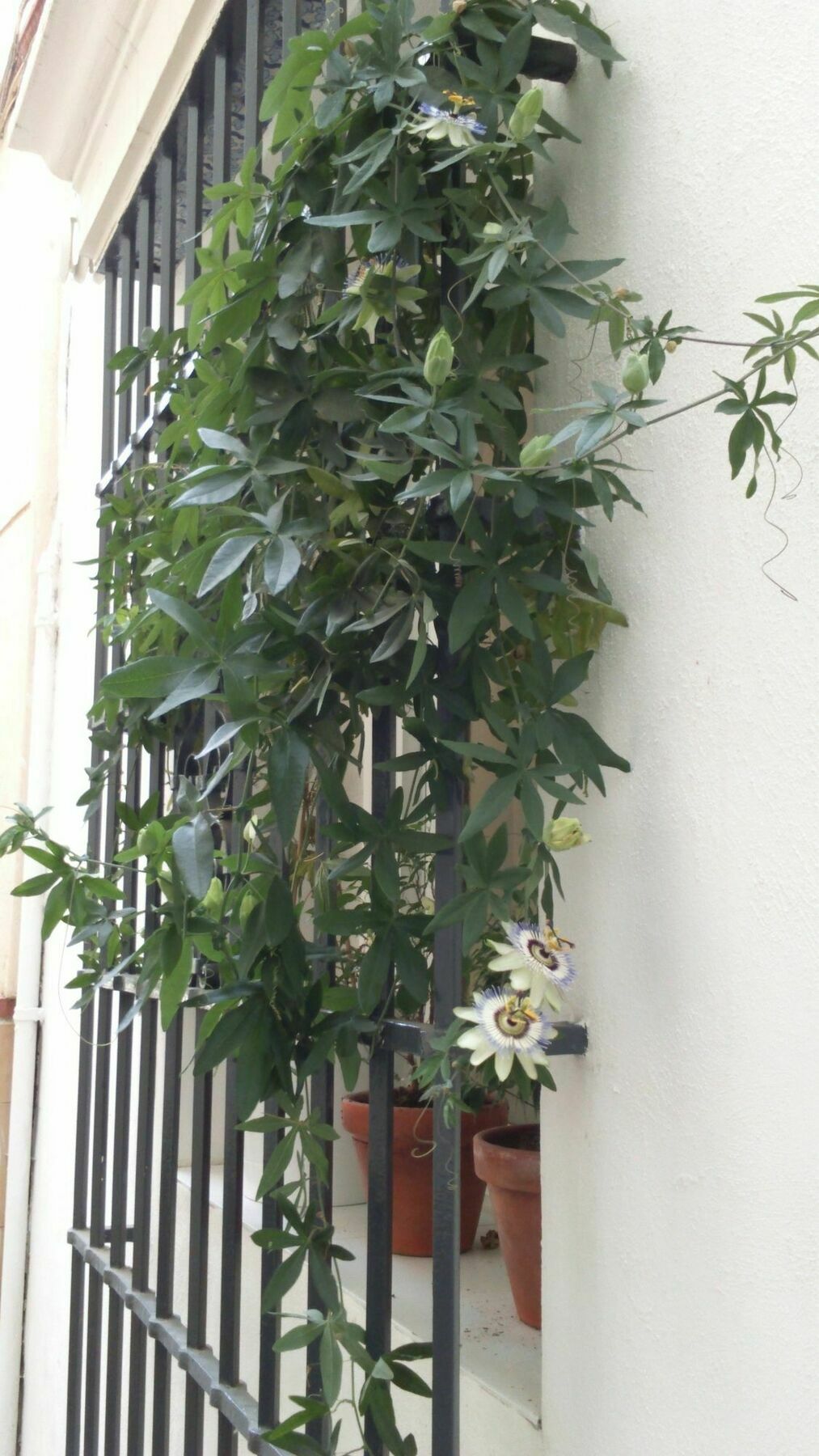 Guest house La Via Mezquita 3*