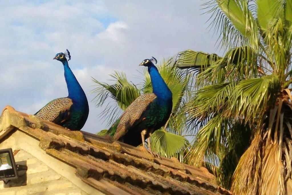 Сasa de vacaciones Cortijo San José *