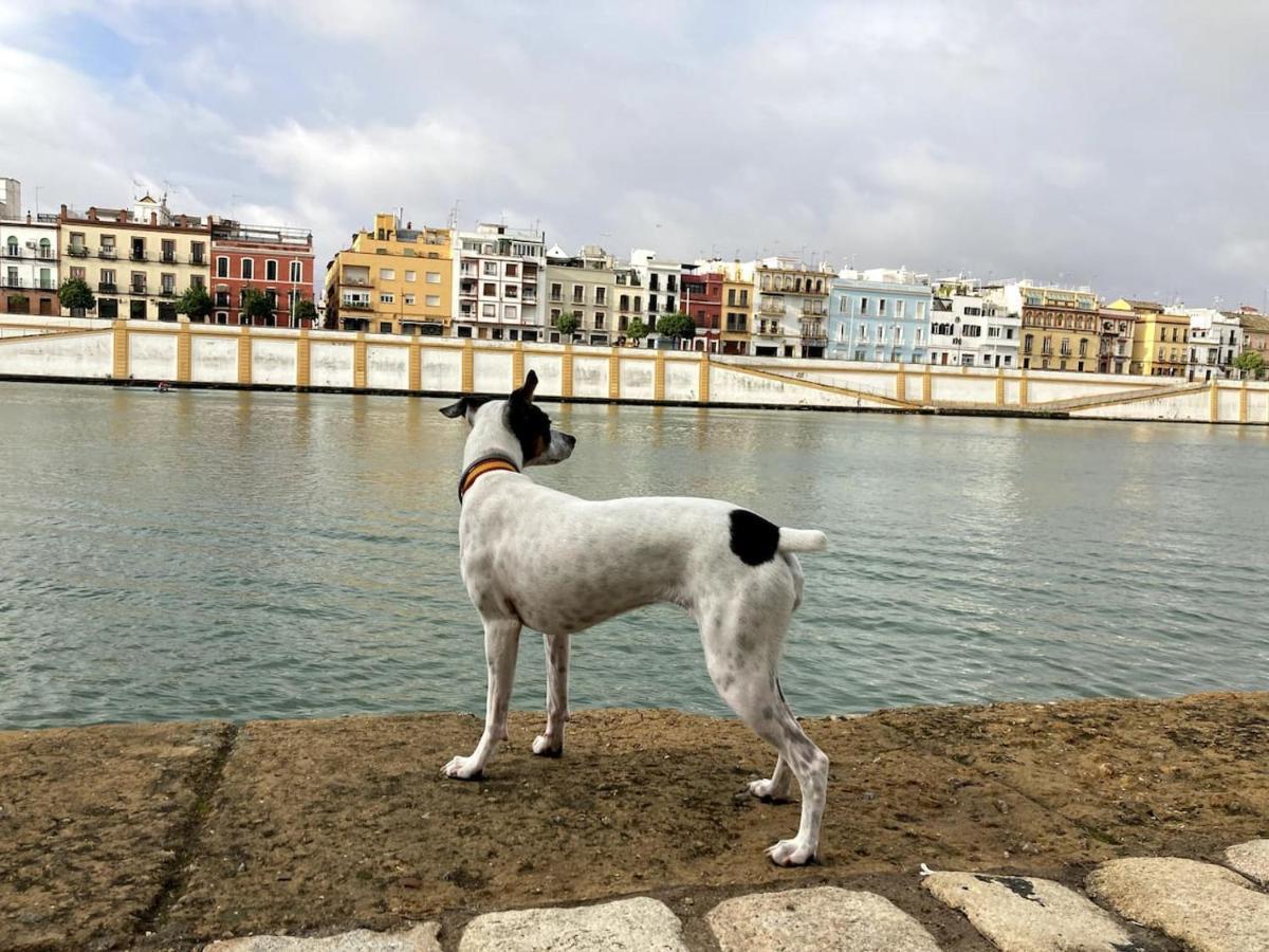 Mara Arenal Seville